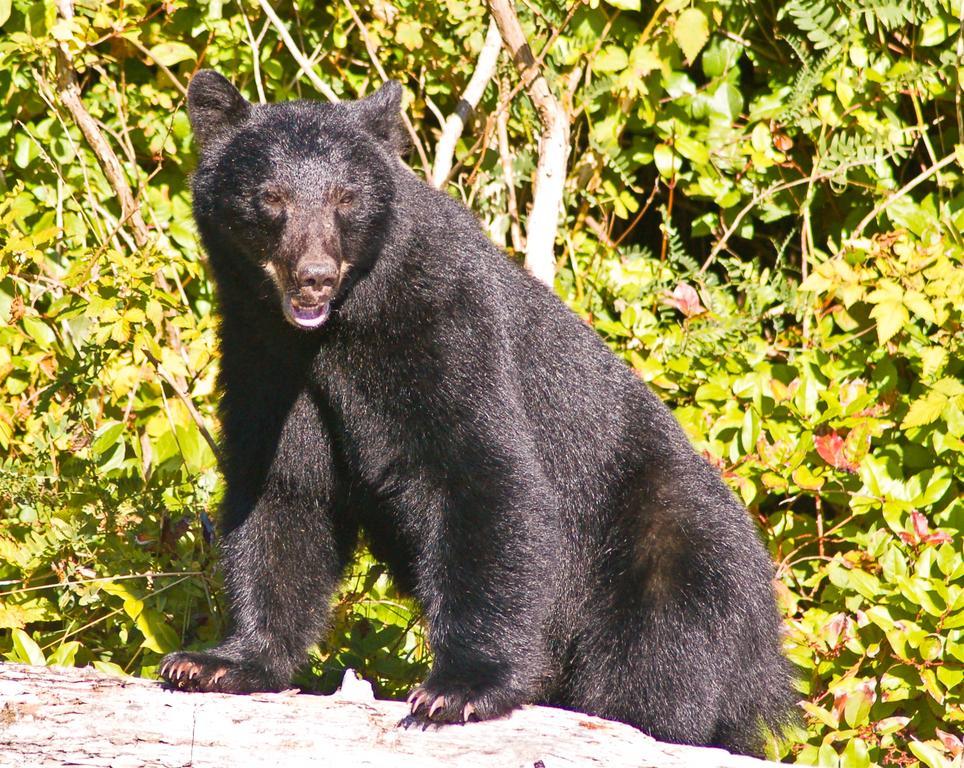 Wild Pacific Guest Suites Ucluelet Zewnętrze zdjęcie